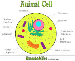 Their Cells and Classification - Ocelots